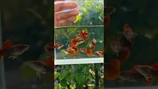 guppy fish breeds #aquarium #feeds #onlyfishes #aquascape #guppyfishtank
