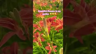 Beautiful flowers #viralshort #flowers #garden #pinkflower #laniwonderwoman #canada