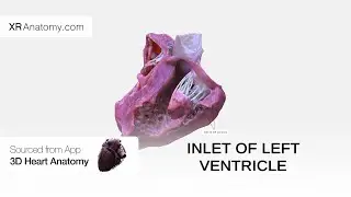Inlet of left ventricle