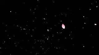 Falling Small Cherry Blossom Petals Effect 🌸 Black Background 1080p60fps「Type 1」