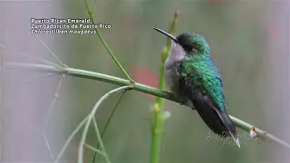 PUERTO RICAN EMERALD (ZUMBADORCITO de PR, Chlorostilbon maugaeus) END&Eacute;MICA de Puerto Rico