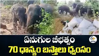 Elephants Wreak Havoc in Parvathipuram Village | 70 Grain Bags Destroyed