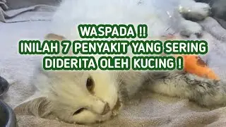 7 Penyakit yang Sering Diderita Oleh Kucing | Macam-Macam Penyakit Kucing