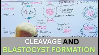 Cleavage and Blastocyst Formation Simplified: Key Stages of Early Embryonic Development.