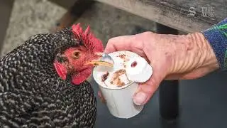 This chicken might surf better than you do
