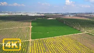 Flying Over Nature: Stunning Drone 4K Views of Fields and Palm Trees