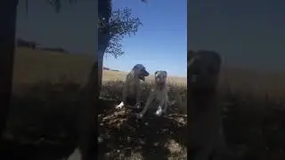 Gayış Edition Kangal Yavruları #kangal #akbaş #keşfet #kafkas