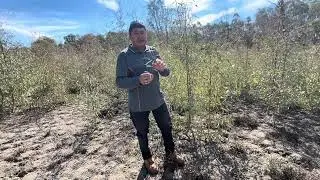دانه&zwnj;های درخت River Red Gum به طور طبیعی روی زمین می&zwnj;ریزندو با باران جوانه زده، زندگی تازه&zwnj;ای  آغا