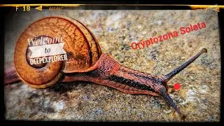 Watch Cryptozona solata, the Indian Snail, and Be Amazed! | Deepexplorer