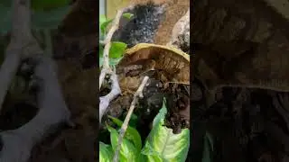 TERRARIO Naturalistico per Geco Ciliatus 🌿🤩(Correlophus ciliatus)