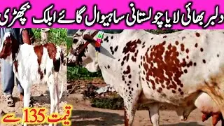 Dilber Bhai Cholistani Cow And Friesian Cholistani Cross Cow In Hasil Pur || Global Village Farming