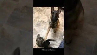 Paw-sitive Discipline #funny #memes #viral
