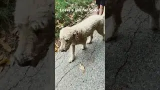 Meet spike the dog! #dog #viral #ripley #puppy #spike #fyp #fyp