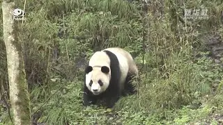 Why do pandas need to be reintroduced? | Pandaful Q&A (38)