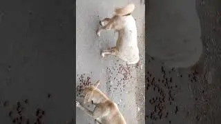 feeding food to street dogs #bestpetsupplies #strayanimals #petcareprovider #love #cutedog #pets