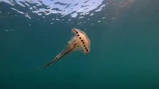 Snorkeling Portreath
