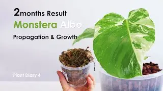 2 Month Result of Monstera Albo Propagation In Water Growth Update & Repotting | Plant Diary 2023