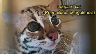 Leopard cat (Prionailurus bengalensis) | conservation status in Bangladesh | বাংলাদেশের চিতাবিড়াল