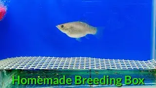How To Make Breeding Box For Your Fish | Homemade Breeding Box