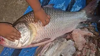 3Kg live Big Katla fish cutting in rain