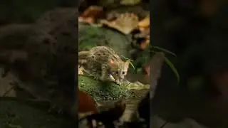 World&rsquo;s Tiniest Cat Ever 😻 | Rusty-Spotted Cat