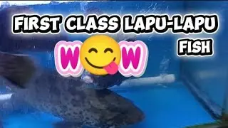 First class lapu-lapu fish
