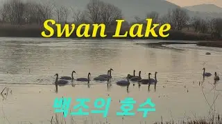 큰고니들의 아름다운 휴식 