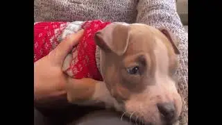 Video of adoptable pet named Pearl - Birthstone Litter