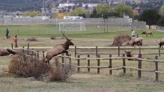Large elk jumping a pole fence as easy as walking. Filmed in Estes Park Colorado.
