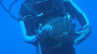 friendly grouper@Grand Turk 050514