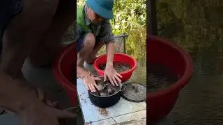 Harvesting and cooking #farmlife #diy #shorts