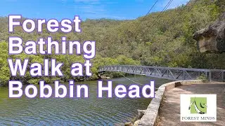Forest Bathing Walk at Bobbin Head (Ku-ring-gai Chase National Park)