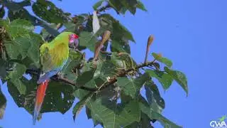 Costa Rica - Jungle Adventure