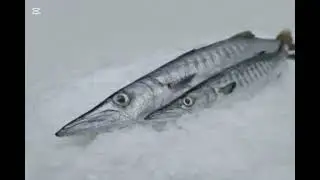Sewnature &ndash; Premium Sri Lankan King Fish Export Globally