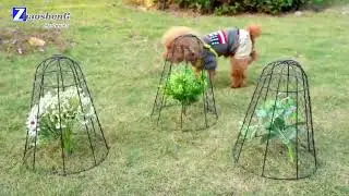 Garden Chicken Wire Cloche - Protect Your Potted Plants