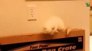 Teacup Himalayan kitten speaks