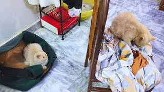 My Cats doing unexpected things 🙀