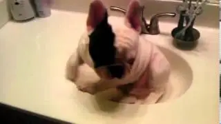 Manny loves to sleep in the Sink
