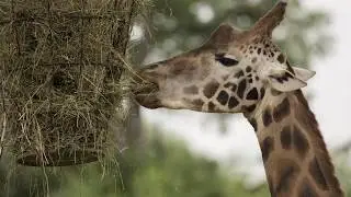 CITES Endangered Giraffe with Fred Bercovitch
