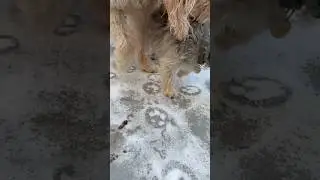 ICE PAW PRINTS #funfacts #dog #science #ice #snow #science #animals #cat #cute #goat