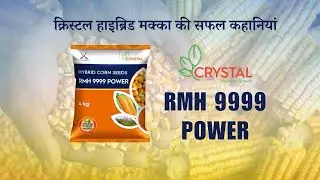 Crystal RMH 9999 Power I वजन ज्यादा सबसे अच्छे सिलेज (अचार) का वादा  | Maize