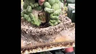 Staging Euphorbia obesa crest