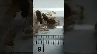 lasius flavus #lasius #ants #queen