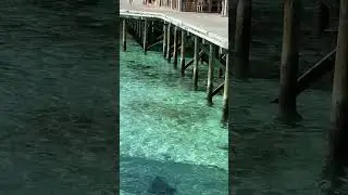 Maldives 🇲🇻 - Guitar Shark #thegreatpawn