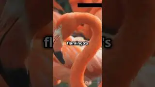 Why are Flamingos pink? 🦩#flamingo #pink #colors