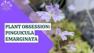 Плотоядное комнатное растение Pinguicula emarginata