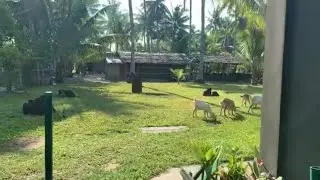 Как изменилась жизнь на ферме.