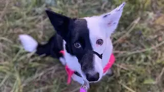 border collie Bellery- summer 2023- dog tricks, frisbee, fun and trips| Twoface Diary