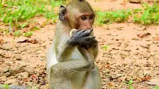 Janet wound under bad condition - So compassionate, monkey Janet almost loses hands