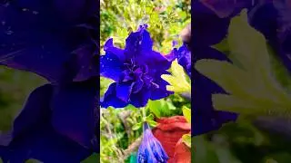 Different Colors -Types of Hibiscus 🌺Flowers #hibiscus #naturelover  #flowers #gardenvibes #shorts